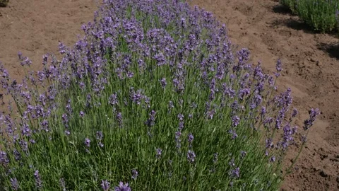 Lavender 17 Stock Footage 156605401