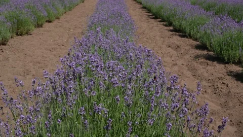 Lavender 19 Stock Footage 156605319