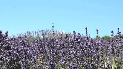 Lavender-2 動画素材 29657057