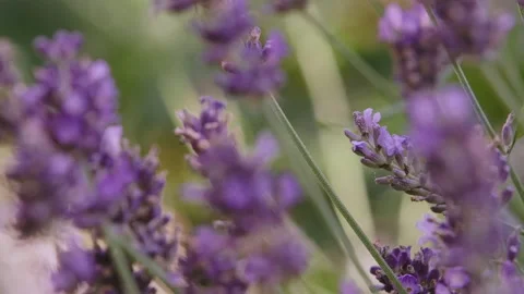 Lavender 2 Video stock 212721379