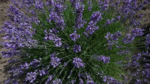 Lavender 20 Stock Footage 156605378