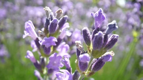 Lavender 21 Stock Footage 156605126