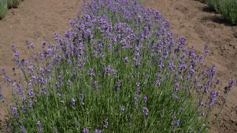 Lavender 23 Stock Footage 156605993