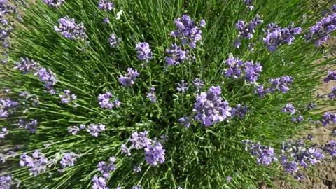 Lavender 24 Stock Footage 156606032