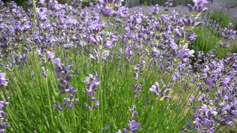 Lavender 25 Stock Footage 156605736