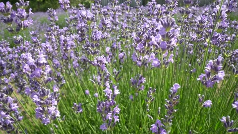 Lavender 26 Stock Footage 156605757