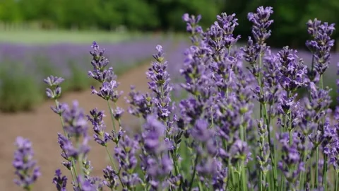 Lavender 27 Stock Footage 156606850