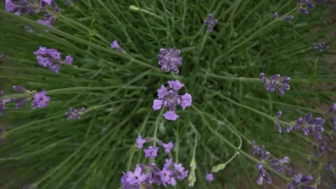 Lavender 28 Stock Footage 156606041