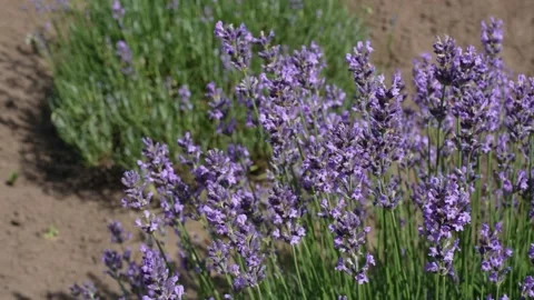 Lavender 29 Stock Footage 156606909