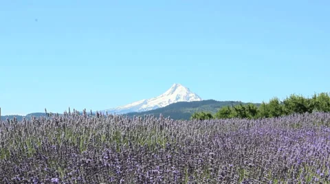 Lavender-3 Stock Footage 29754021