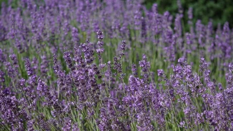 Lavender 30 Stock Footage 156601263