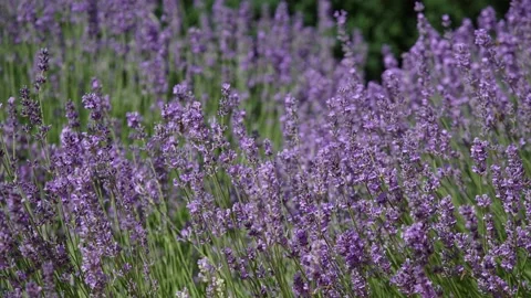 Lavender 31 Stock Footage 156601752
