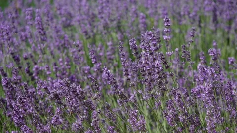 Lavender 32 Stock Footage 156601603