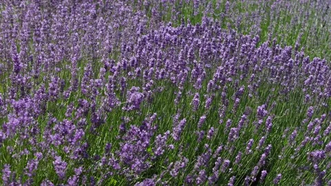 Lavender 34 Stock Footage 156601741