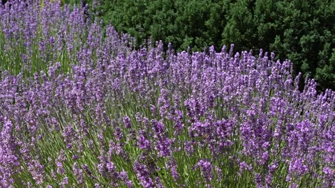 Lavender 36 Stock Footage 156602096