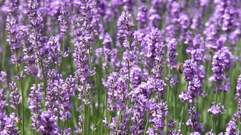 Lavender 38 Stock Footage 156602437