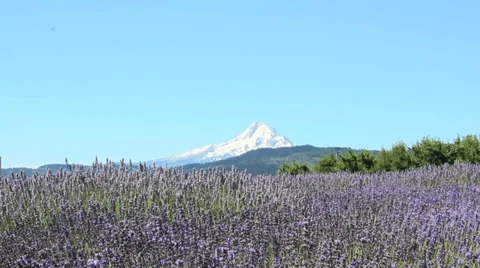 Lavender-4 Stock Footage 29656969