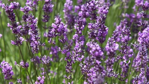 Lavender 40 1 Stock Footage 156602293