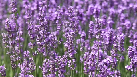 Lavender 40 Stock Footage 156602252