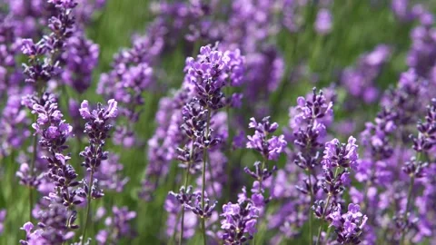 Lavender 41 Stock Footage 156602651