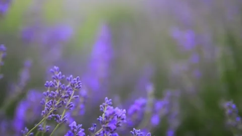 Lavender in 4K slow motion with lush green nature background and soft, dreamy Stock Footage 291886020