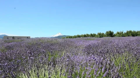 Lavender-5 動画素材 29657831