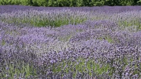 Lavender-6 Stock Footage 29657512