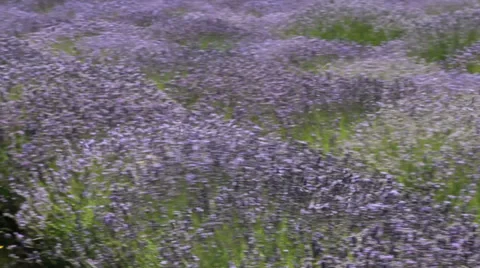Lavender-7 Stock Footage 29657576