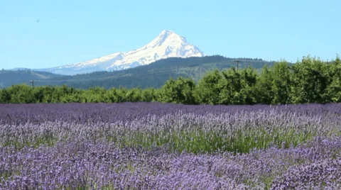 Lavender-8 Stock Footage 29657884