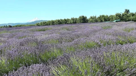 Lavender-9 Stock Footage 30139553