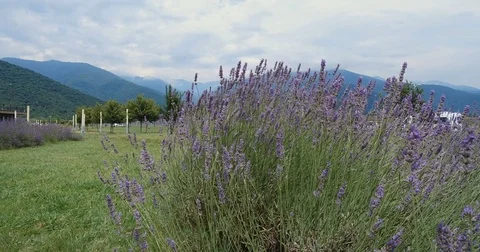 Lavender against the background of mountains. Stock Footage 85317630