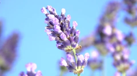 Lavender against the sky. 스톡 동영상 54703989