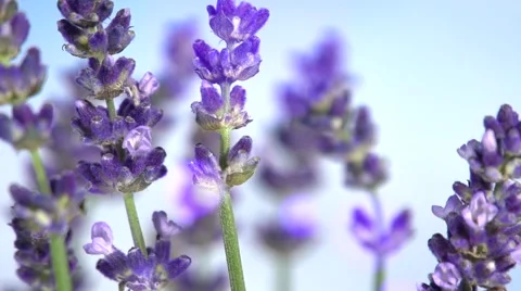 Lavender against the sky. 스톡 동영상 54704011