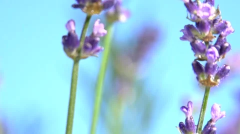 Lavender against the sky. Video stock 54704013