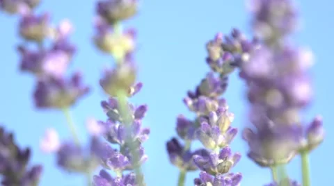 Lavender against the sky. Video stock 54704036
