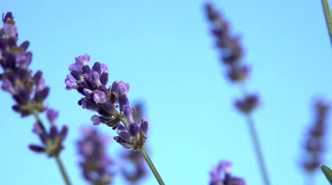 Lavender against the sky. 스톡 동영상 54704059