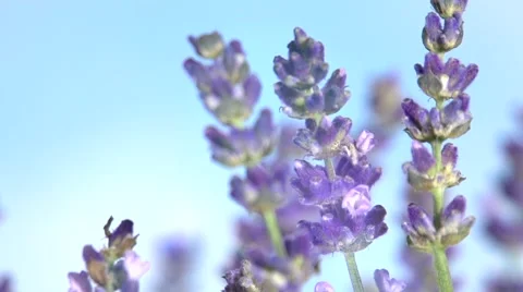 Lavender against the sky. Video stock 54704067