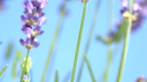 Lavender against the sky. 스톡 동영상 54704163