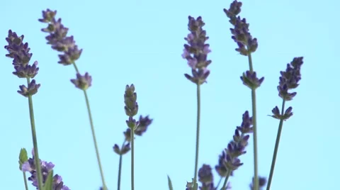 Lavender against the sky. Stock-Footage 54704169