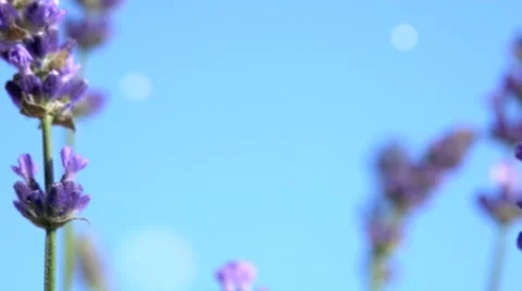 Lavender against the sky. 스톡 동영상 54704174