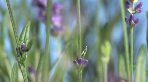 Lavender against the sky. Vídeo Stock 54704180
