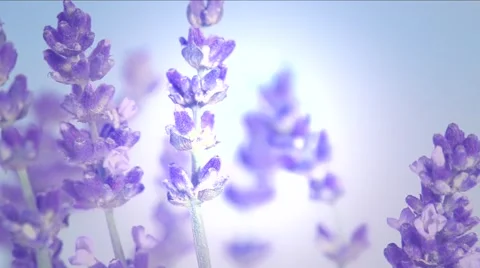 Lavender against the sky. Video stock 54704182