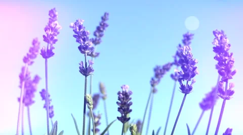 Lavender against the sky. Stock Footage 54704183