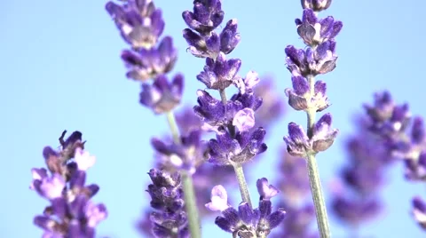 Lavender against the sky. Video stock 54704184