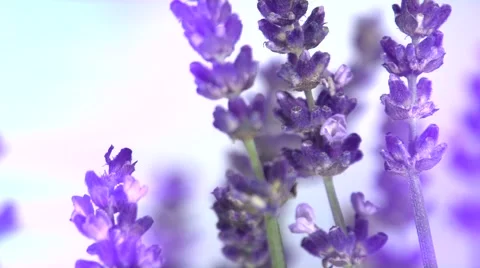 Lavender against the sky. 스톡 동영상 54704185