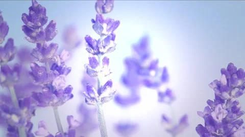Lavender against the sky. Video stock 54707061