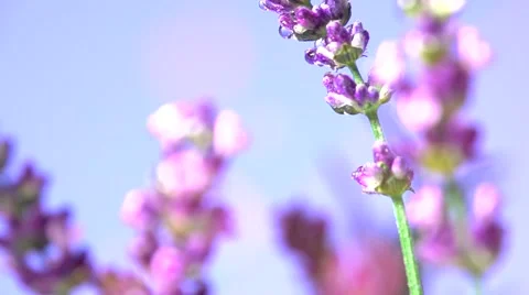 Lavender against the sky. Video stock 54707092