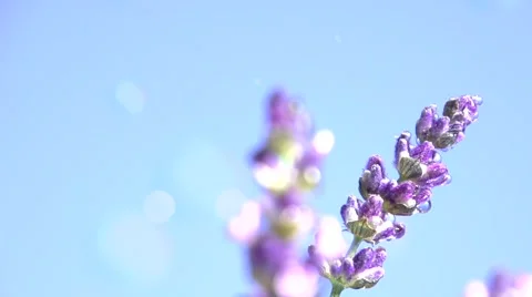 Lavender against the sky. 스톡 동영상 54707105