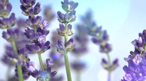 Lavender against the sky. Video stock 54707118