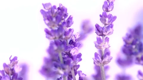 Lavender against the sky. Video stock 54707123
